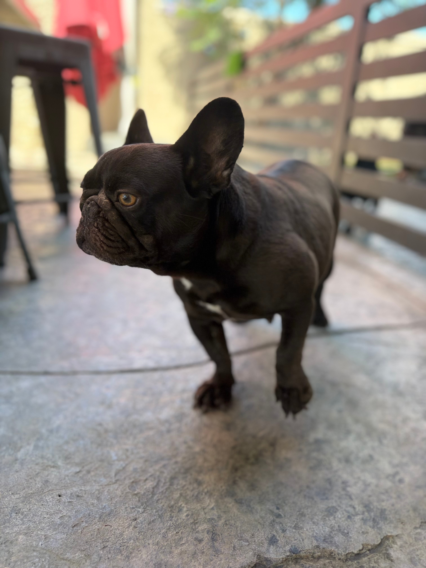 Griffy — Mom to Zuzu & Yoshi — sweet and full of heart
